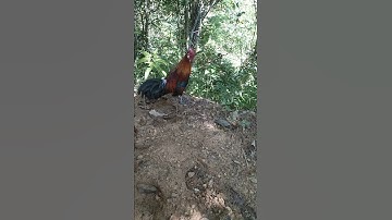 Gà rừng mồi chuẩn bị đi 2021