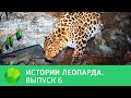 История леопарда. Выпуск 6 | Живая Планета