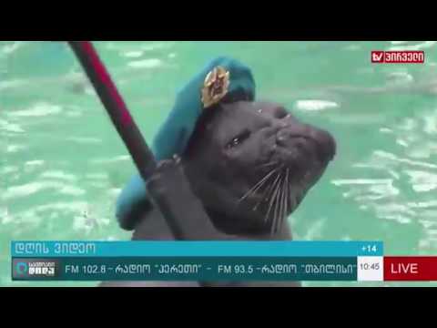 სელაპები სამხედრო ფორმაში და დისციპლინით