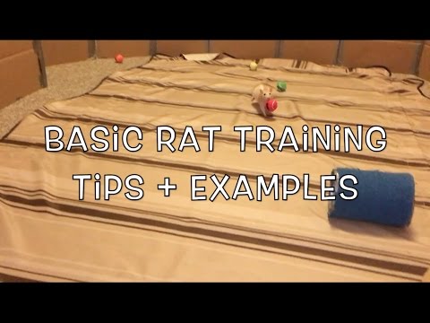 Video: Hoe Ratten Te Trainen?