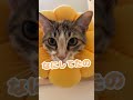半日ぶりに家に帰ると猫が怒って話しかけてきた #shorts #猫 #cat