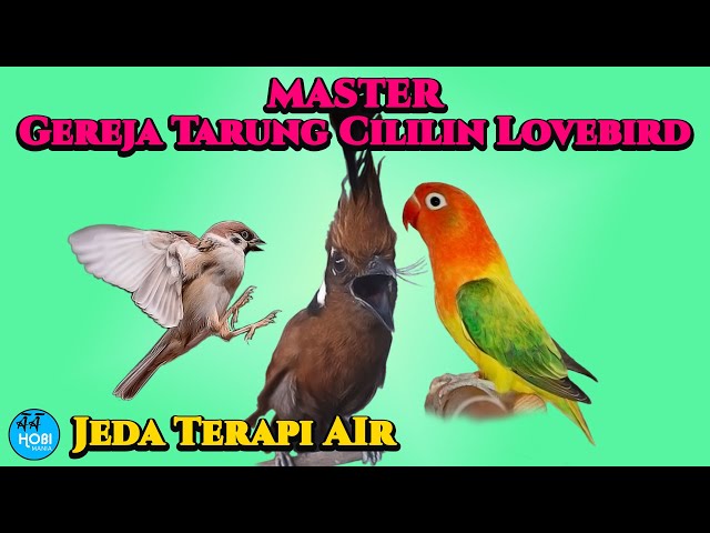 MASTER  Gereja Tarung Cililin Lovebird Jeda Terapi Air class=