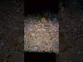 very rare coral snake! #snake  #venomous #trending #rarefind #rareanimals