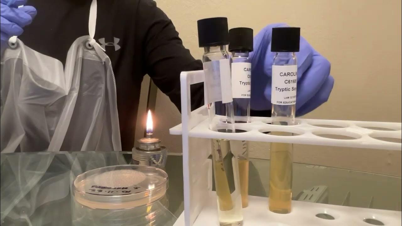 Activity 3 for Aseptic Techniques Lab Broth to Slant Transfer YouTube