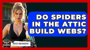 Do Spiders In The Attic Build Webs? - Insects and Invaders