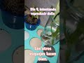 Día 9, intentando reproducir dalia, sale mal.