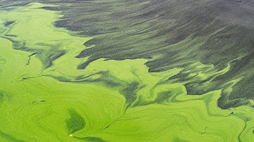 Did You Know: Algae Blooms | Encyclopaedia Britannica