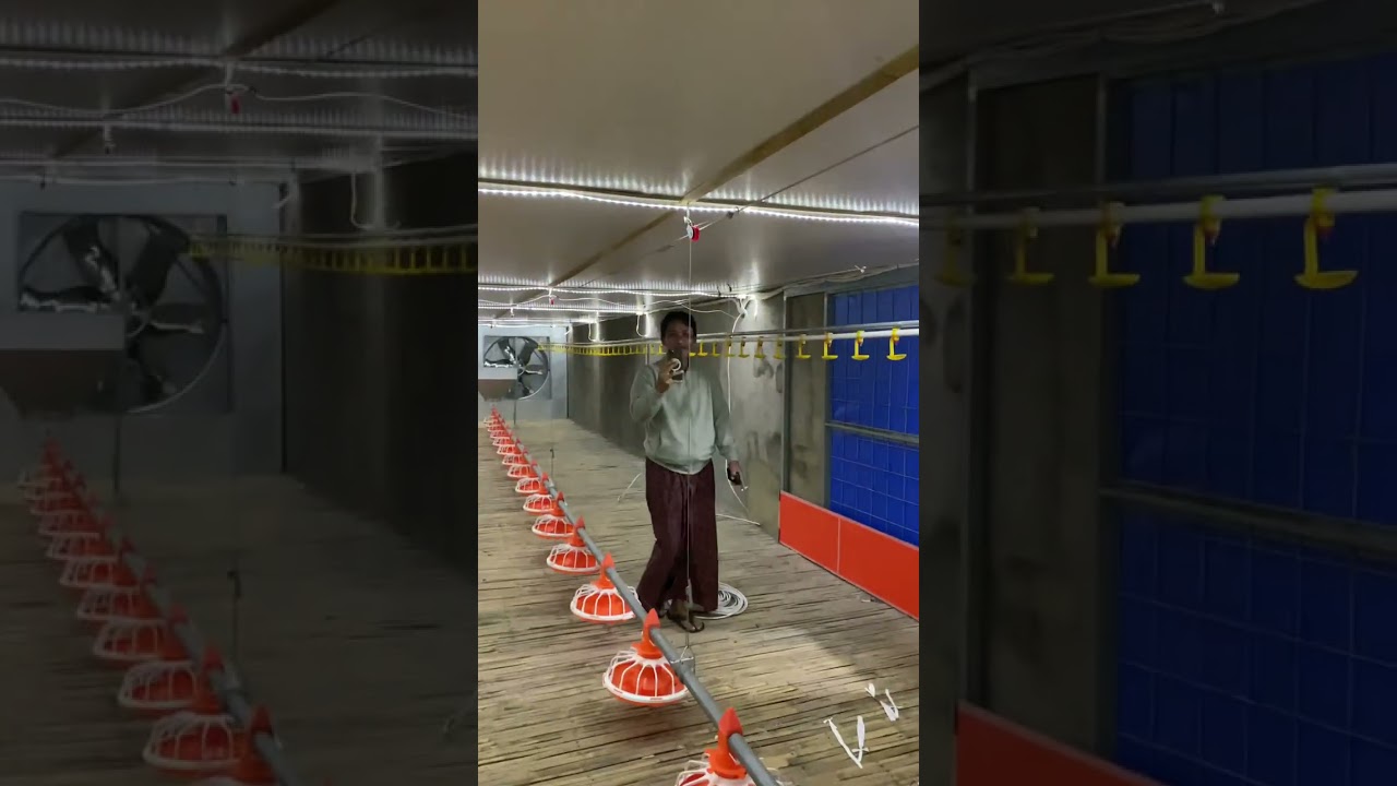 Kandang close house.. populasi 20rb ekor.. istimewa..