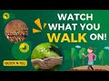 The Hidden Wonders Of Soil And Its Impact On Our Planet