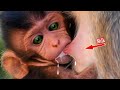 Evening Hungry Milk💦Very Adorable Baby [ Gettie ] Monkey Wildlife, Look Super Cuts Face Drink Milk