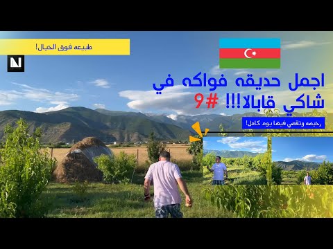        مزرعة الفواكه في قرية شاكي جابالا