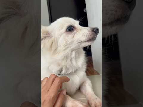 DEADMA #dogshorts #dogviralvideo