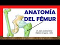 🥇 Anatomía del FÉMUR. Fácil, Rápida y Sencilla