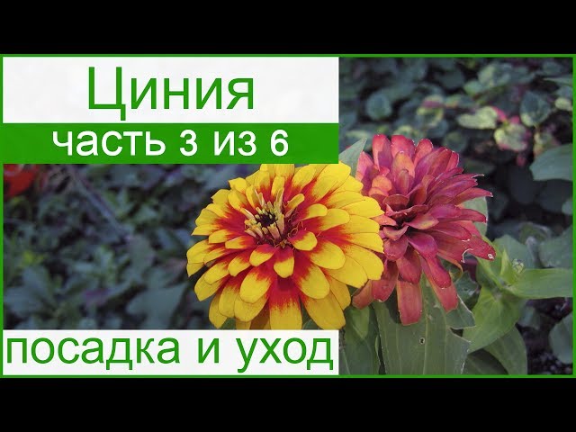 Оптимальная температура для роста рассады