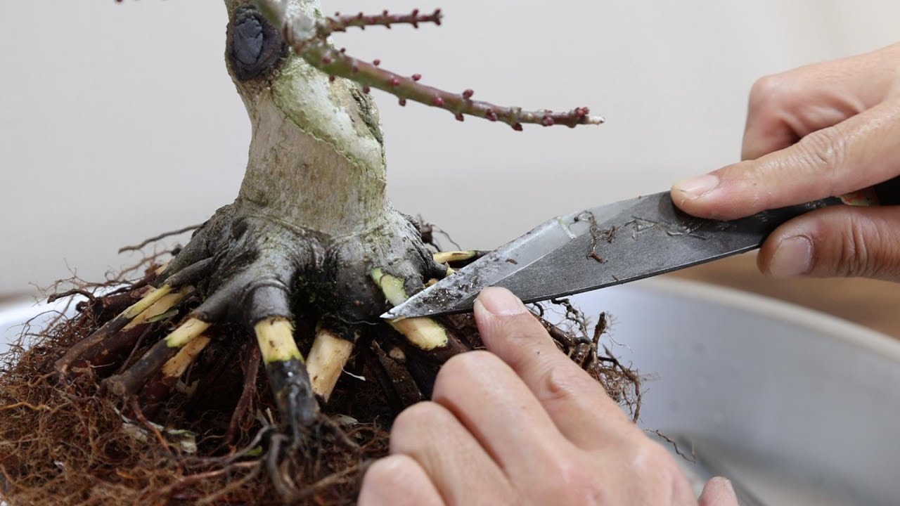 2019年から作る獅子頭モミジ盆栽