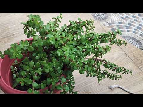 jade plant ke sb sa km time ma tyar hone wale  topiary /super easy and quick jade plant topiary