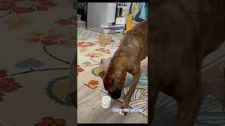 Find water! #waterleakdetection #dog #boxer #boxerdog #tigerdog #funnydogvideos #scentwork #nosework