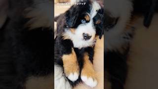 【生後56日目】母犬のしっぽを狙うバーニーズの子犬🐾
