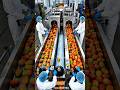 HOW DRIED MANGO IS MADE | Inside the Industrial Dry Mango Factory Process |