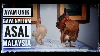 ADA 4 POIN PENILAIAN DALAM KONTES AYAM SERAMA YANG BIKIN HARGA JUAL TAMBAH MAHAL🐓