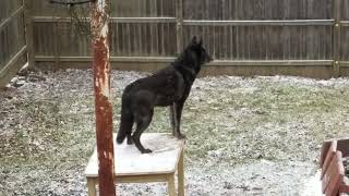 Wolfdog Howling at Sirens