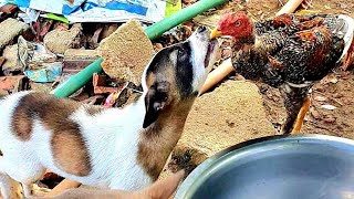 Amazing Dog In Cambodia