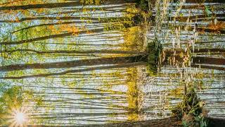 hyperlapse vertical Forest Trees Woods Standing In Flood Water After Autumn Rains. Beautiful autumn