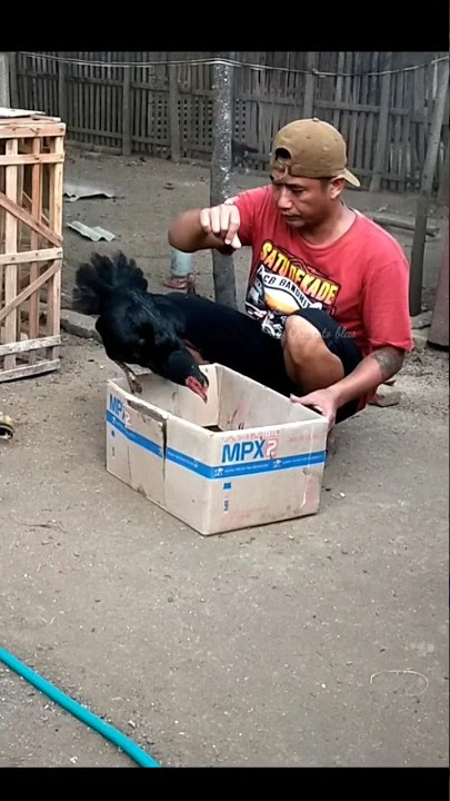 Ilmu penjinak ayam adalah kesabaran #ayambagus #suksesbeternak