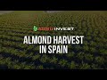 Spanish almond harvest 2021 i agro invest spain