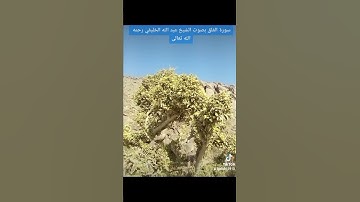 ٤ أبريل ٢٠٢٢تلاوة خاشعة للشيخ عبد الله الخليفي رحمه الله تعالى