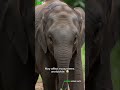 What Happens If More Animals Disappear? 😨🌍 | Part 2