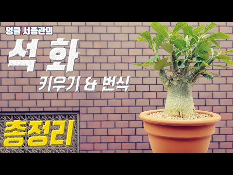 식물 석화 키우기 🌱 아데니움 석화 번식 🌹 사막의 장미 🍊 Desert Rose care Adenium obesum