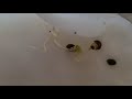 Tuto germination graines de cbd chanvre et divers jour n3