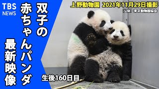 【最新映像】上野動物園　双子の赤ちゃんパンダ　木登りチャレンジすくすく成長中（１１月２９日撮影）