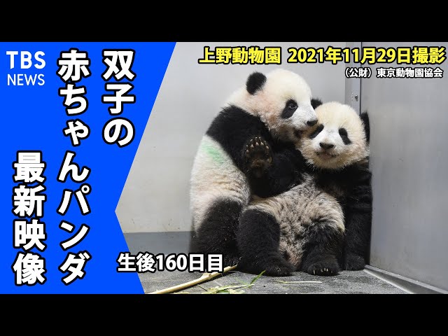 上野のパンダ フォト特集】試行錯誤、今につながる上野のパンダ50年 - 産経