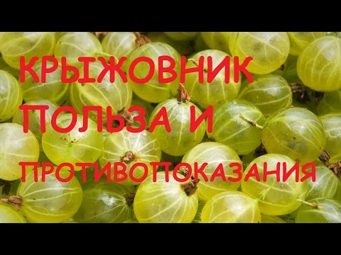 Крыжовник. Полезные свойства и противопоказания.