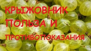 Крыжовник. Полезные свойства и противопоказания.