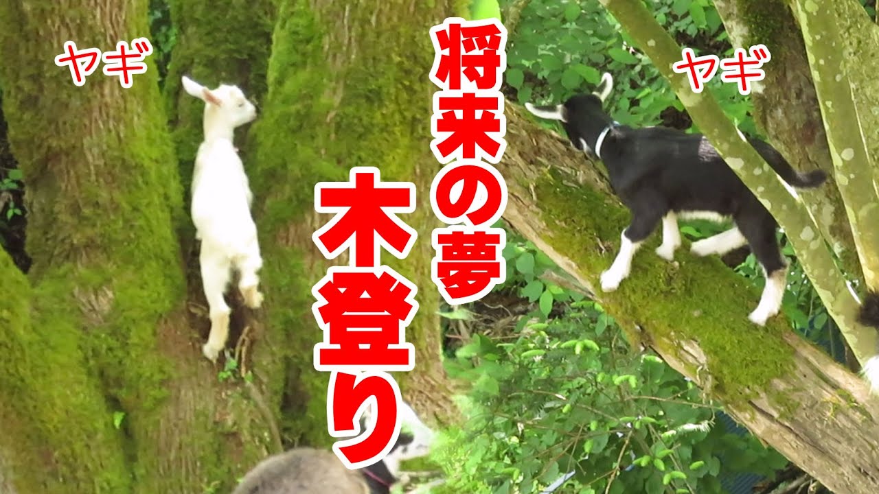 目指せ木登りヤギ 目指せヤギのなる木 四匹の子ヤギの遊び 年5月21日 冷えピタ姉妹 黒クリ姉妹 Children Goats Aiming For Goat Tree Youtube