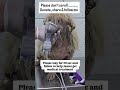 Please donate to save this innocent soul #Newyorkcity #loseangeles #london #california #canada