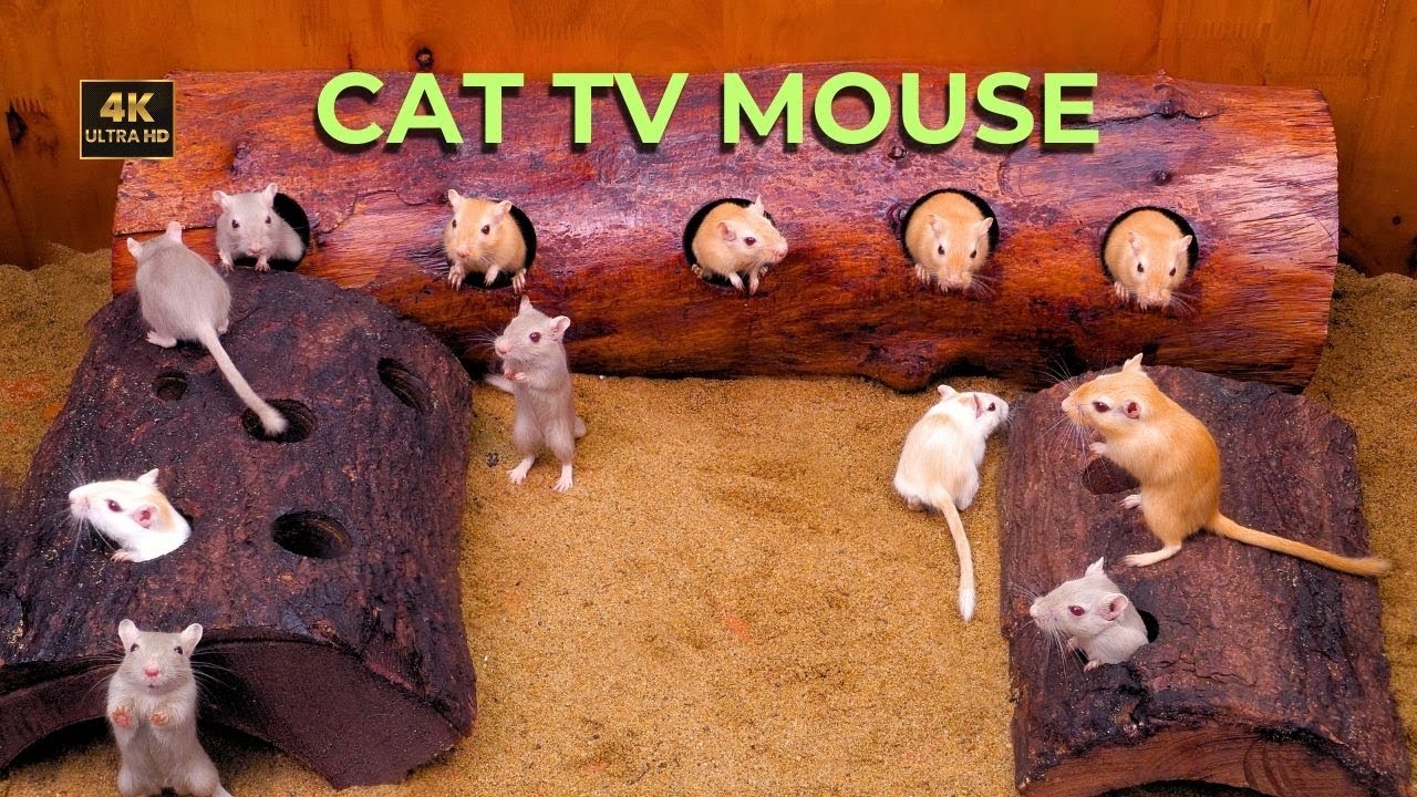 Cat TV 🐾 Mice Hide & Seek,  Squeaking and digging Hole Adventures! Cat TV for Endless Entertainment