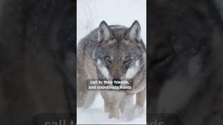 Why Wolves Are Tied to the Full Moon