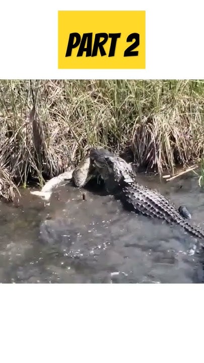 PART 2 : Survival Battle_ Python vs Alligator| Intense fight | Huge