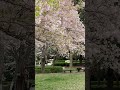 Сакура Сакура!