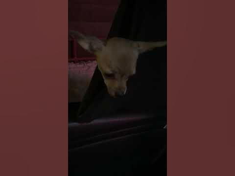 Собачий гамак - YouTube