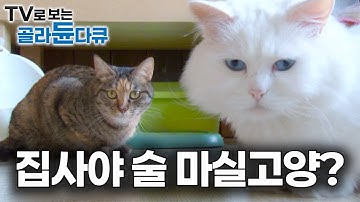 술로 허전함 달래던 쓸쓸한 인생에 22마리 고양이가 들어왔다｜고양이 싫어하던 내가 고양이 때문에 술 끊은 사연｜유기묘 간택 받은 집사 인생｜우리만 이런가｜#골라듄다큐