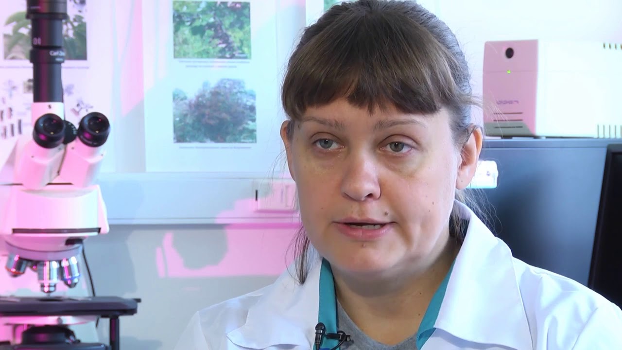 Бактериальное увядание вилт кукурузы