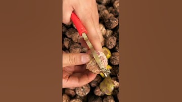 How to open walnut shell without breaking it #shortvideo #shortsviral #trending #youtubeshorts