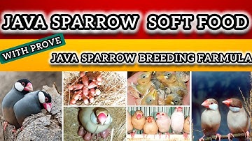Java Sparrow Breeding Formula | Fast Breeding Tips for Java Finches