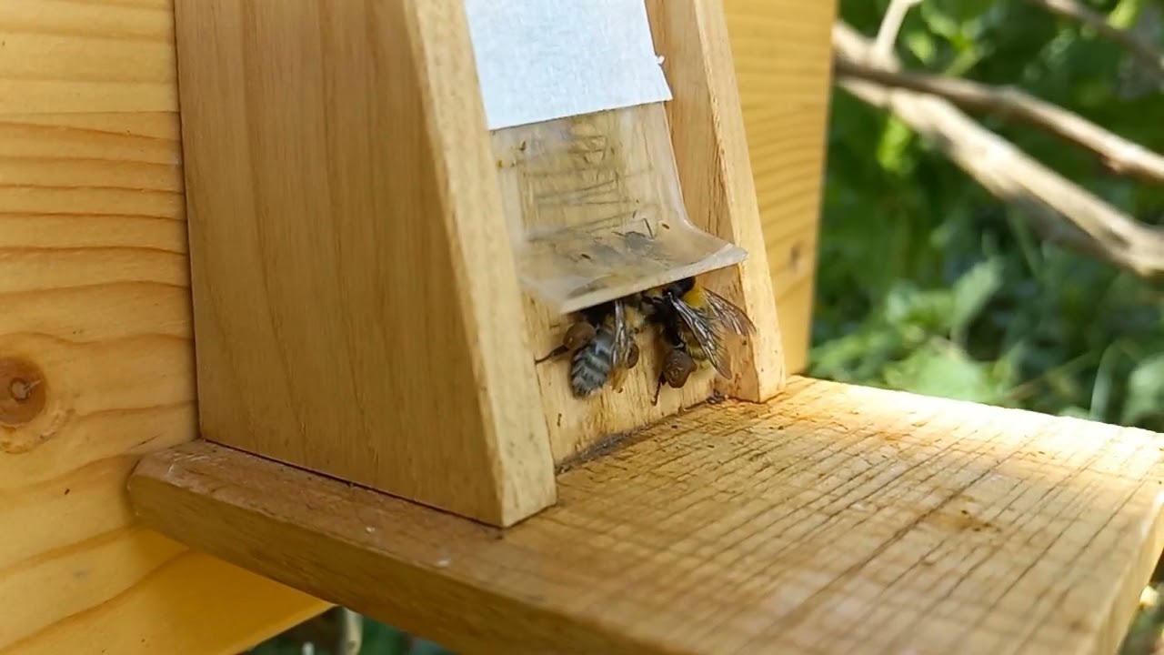 Bombus distinguendus - workers on the flap 2023