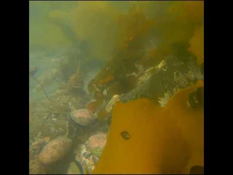 Wild New Zealand Paua (abalone)